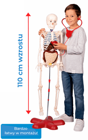 figura_PL_Cuerpohumano